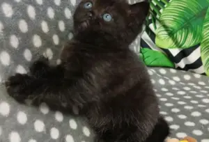 Puiuț American Shorthair black superb! Asigur transport ! - imagine 3