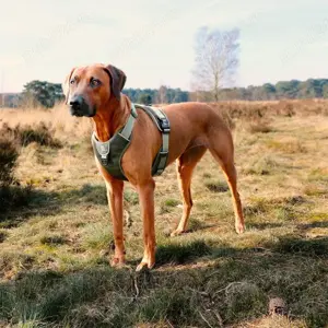 Hamuri Ultimate Fit No-Pull Classic pt.căini,(Super Oferta). - imagine 5