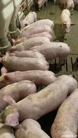 Purcei de vânzare. - imagine 3