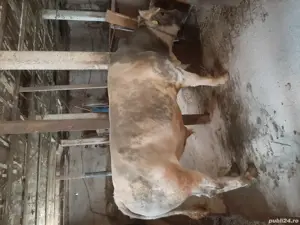 vand taur belgian - imagine 2 vand taur belgian - imagine 2