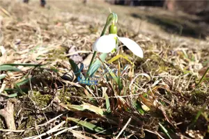 Teren de vanzare Breaza Frasinet, Prahova - imagine 5