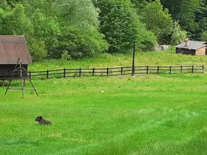 Teren intravilan la munte, Cerna Sat 7 izvoare