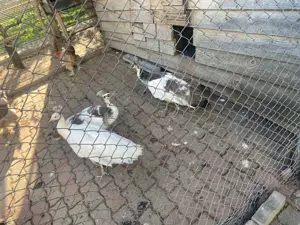 Ouă de păun arlechin - alb - standard ! - imagine 2