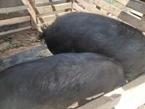 Se vand 3 Purceluși 