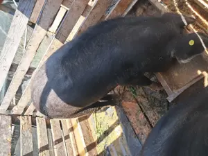 Se vand 3 Purceluși  - imagine 2