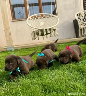Labrador ciocolatiu  - imagine 2