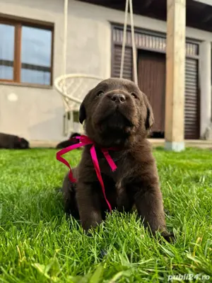 Labrador ciocolatiu  - imagine 3