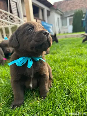 Labrador ciocolatiu  - imagine 5