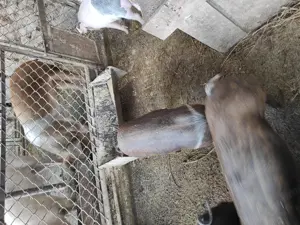 Porci de vânzare între 30 și 60 kg  negociabil  - imagine 4