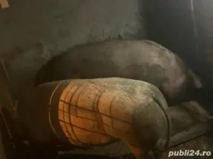 300 kg de vanzare - imagine 4 300 kg de vanzare - imagine 4