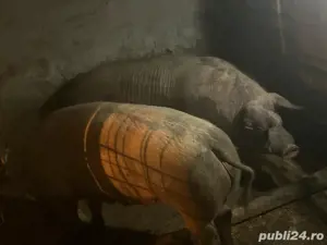 300 kg de vanzare - imagine 3 300 kg de vanzare - imagine 3