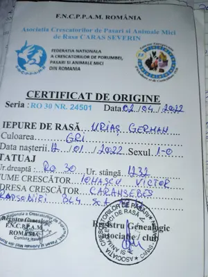 Femele Uriaș German 9 Luni Rasă pură  - imagine 5 Femele Uriaș German 9 Luni Rasă pură  - imagine 5