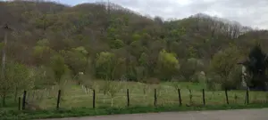 Teren cu livadă pe rod   120 pomi fructiferi   3.100 mp   Sat Boz, Brănișca, Hunedoara