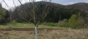 Teren cu livadă pe rod   120 pomi fructiferi   3.100 mp   Sat Boz, Brănișca, Hunedoara - imagine 3