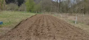 Teren cu livadă pe rod   120 pomi fructiferi   3.100 mp   Sat Boz, Brănișca, Hunedoara - imagine 2