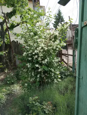 Iasomie parfumată cu flori mari la ghiveci