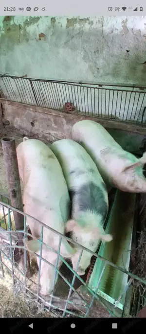 Vând porci  - imagine 2