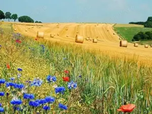 Urgent si ieftin de VINZARE 10 ha teren in  comuna VAMA de SATU MARE 15000 EURO hectarul