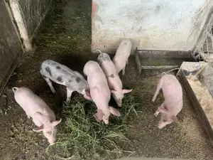 Vand Purcei Landras cu Pietran