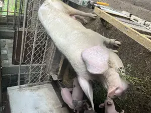 Vand Purcei Landras cu Pietran - imagine 2