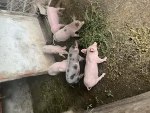 Vand Purcei Landras cu Pietran - imagine 4