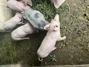 Vand Purcei Landras cu Pietran - imagine 5