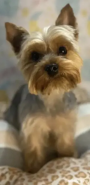 Tuns câini și pisici la domiciliu 