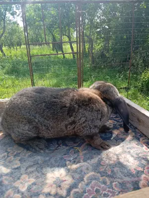 Iepuri de vanzare  - imagine 3