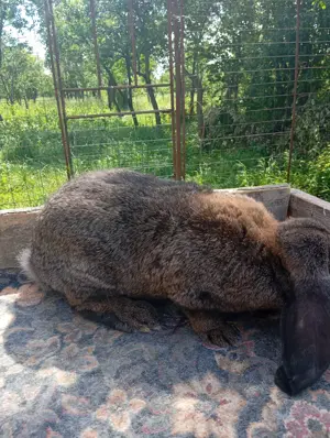 Iepuri de vanzare  - imagine 2