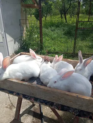 Iepuri de vanzare - imagine 3