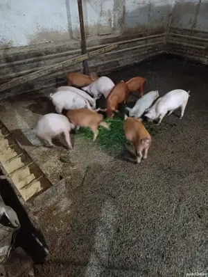 Purcei de 6 saptamani - imagine 2 Purcei de 6 saptamani - imagine 2