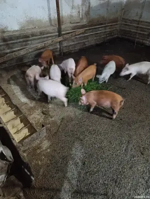 Purcei de 6 saptamani - imagine 3 Purcei de 6 saptamani - imagine 3