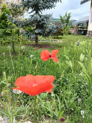 Urgent .Proprietar, parter la casa cu etaj, Mogosesti - Iasi, 10 km - imagine 8