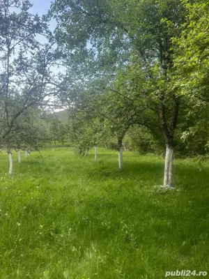 Teren de vanzare Borlova-Muntele Mic!!! - imagine 7