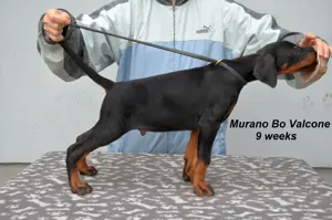 Pui doberman de super calitate - imagine 2