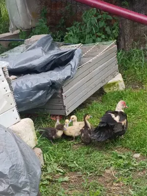 Ratele mute de anul acesta  - imagine 3 Ratele mute de anul acesta  - imagine 3