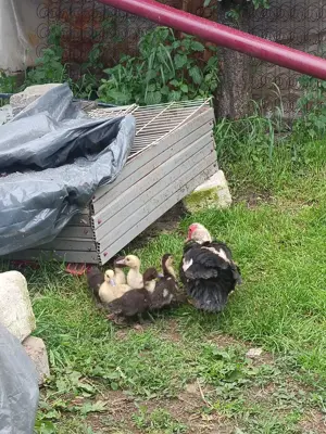 Ratele mute de anul acesta  - imagine 4 Ratele mute de anul acesta  - imagine 4