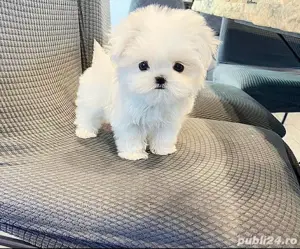 Bichon Maltez Mini Toy  - imagine 2