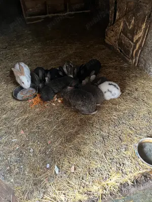 Vand Iepuri de casa - imagine 3