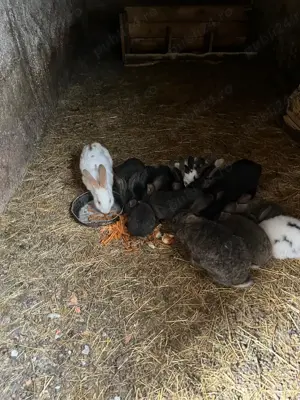 Vand Iepuri de casa - imagine 2