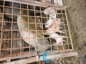 Purcei de vanzare - imagine 2