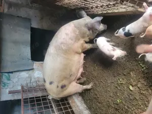 Purcei de vanzare - imagine 3