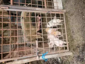 Purcei de vanzare - imagine 4