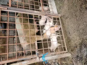 Purcei de vanzare - imagine 5