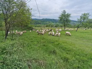 Vand 100 de oi cu miei. Au Certificat de Origine - imagine 4