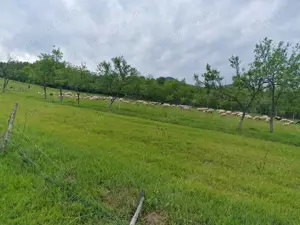 Vand 100 de oi cu miei. Au Certificat de Origine - imagine 5