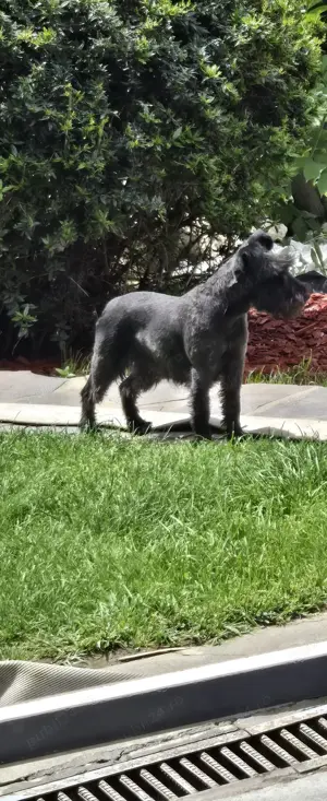 Vand  Schnautzer  pitic - femela  - imagine 3