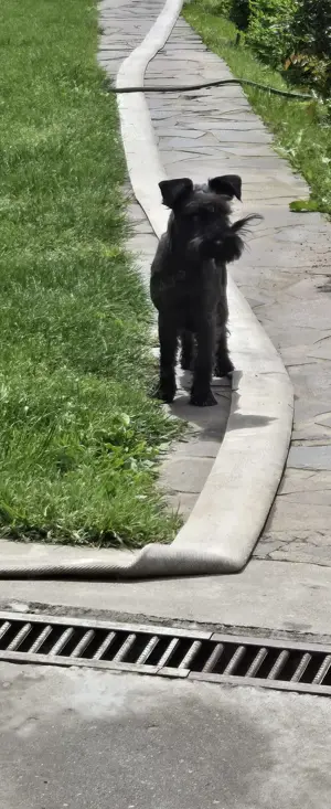 Vand  Schnautzer  pitic - femela  - imagine 2