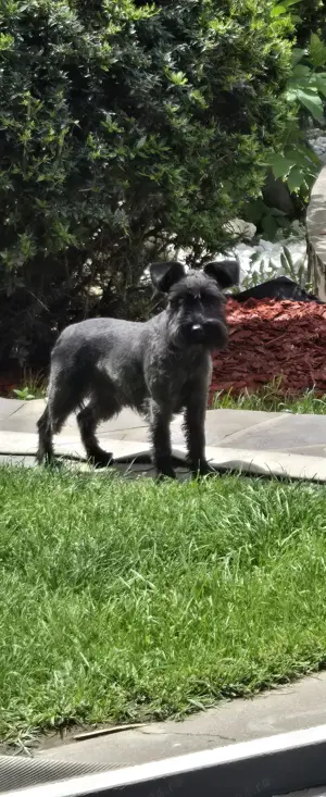 Vand  Schnautzer  pitic - femela  - imagine 4