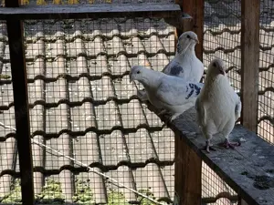 Vând porumbei voiajori standard 